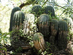 Trichocereus schickendantzii