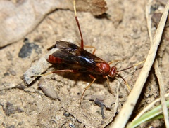 Trogomorpha arrogans
