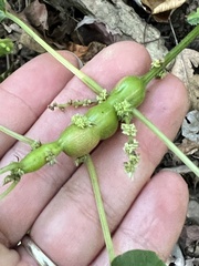 Neolasioptera boehmeriae