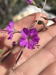 Cyphomeris gypsophiloides