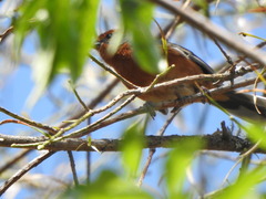 Microspingus erythrophrys