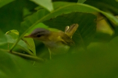 Vireo