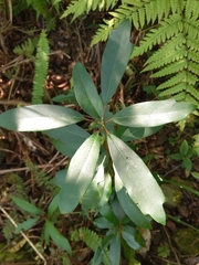 Daphniphyllum oldhami