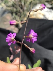 Cyphomeris gypsophiloides
