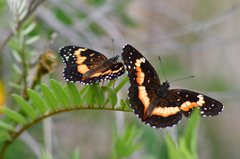 Chlosyne lacinia adjutrix