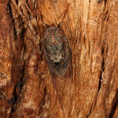 Birrima varians