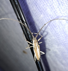 Neoptychodes trilineatus
