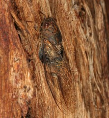 Birrima varians