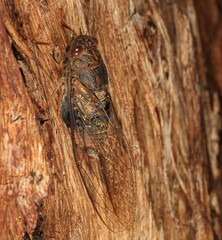 Birrima varians