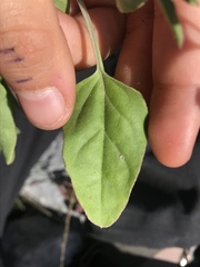 Cyphomeris gypsophiloides