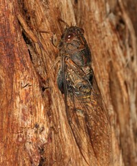 Birrima varians