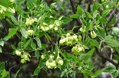 Ptelea trifoliata
