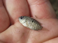 Cichlasoma bimaculatum