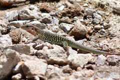 Aspidoscelis costatus