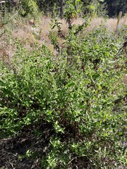 Chromolaena odorata