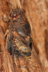 Birrima varians