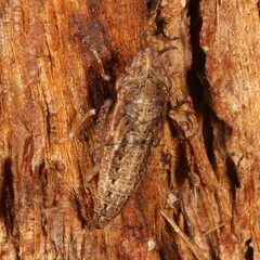 Stenocotini