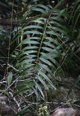 Calamus australis
