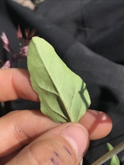 Cyphomeris gypsophiloides