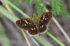 Piruna penaea