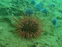 Mesocentrotus franciscanus