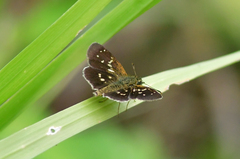 Piruna penaea