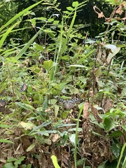 Ideopsis similis