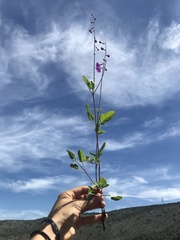 Cyphomeris gypsophiloides