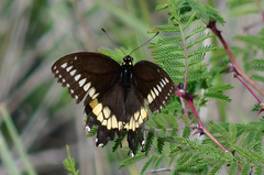 Papilio polyxenes asterius