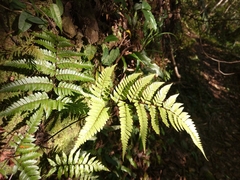 Dryopteris sordidipes