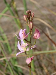 Bletia purpurea