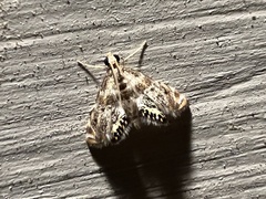 Petrophila fulicalis