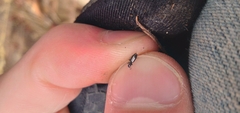 Microlestes linearis
