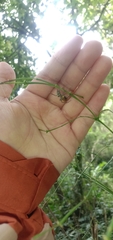 Enoplognatha ovata