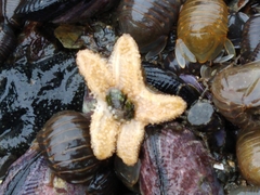 Anasterias antarctica