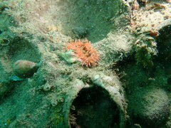 Anthopleura artemisia