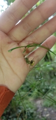 Enoplognatha ovata