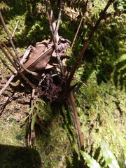 Dryopteris sordidipes