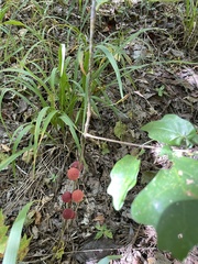 Disholcaspis globosa