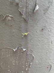 Thomisidae