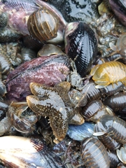 Anasterias antarctica