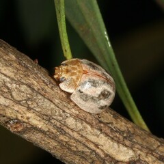 Paropsisterna semifumata