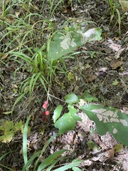 Disholcaspis globosa