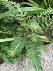 Orvasca subnotata