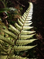 Dryopteris sordidipes
