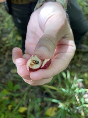 Disholcaspis globosa