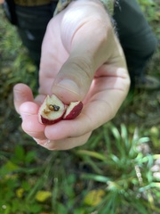 Disholcaspis globosa