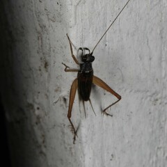 Trigonidium cicindeloides