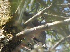 Cranioleuca pyrrhophia