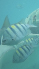 Abudefduf saxatilis